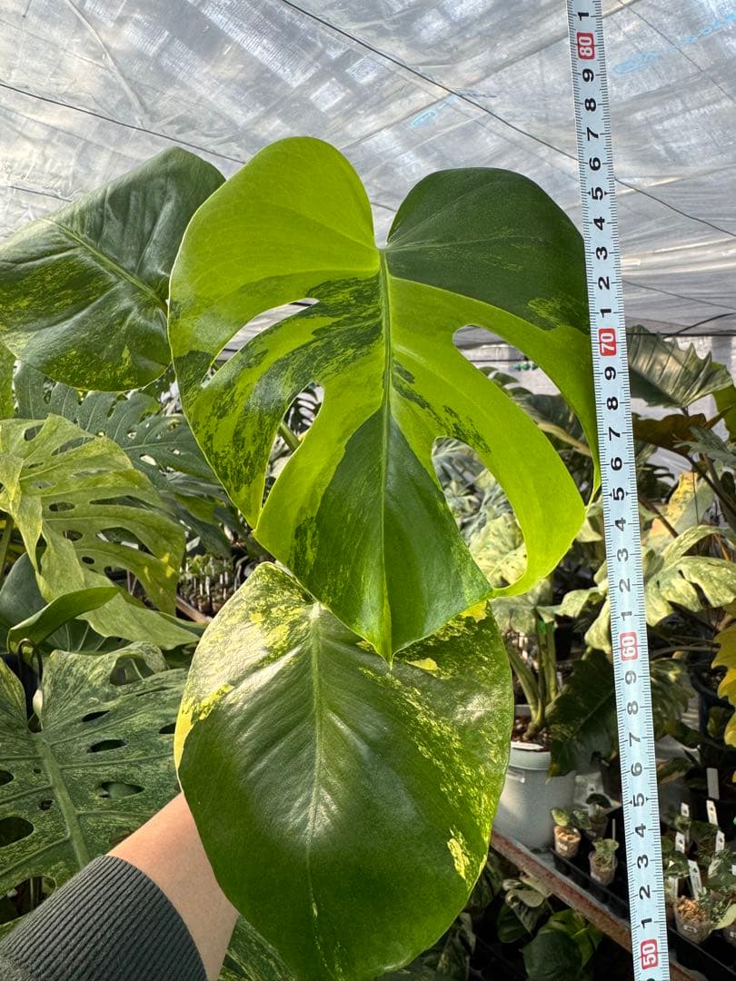 モンステラ　イエローマリリン　黄斑入り　健康株　朝礼セール