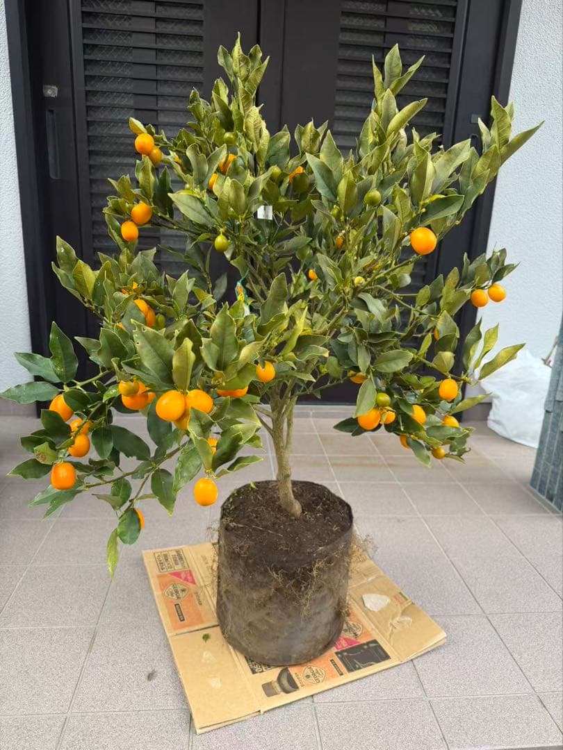 希少金柑ぷちまる 実が沢山付き 特大株 果樹