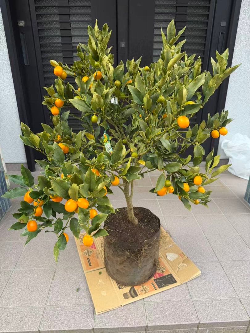 希少金柑ぷちまる 実が沢山付き 特大株 果樹