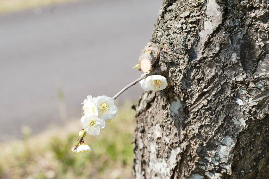 美品 Carl Zeiss Tessar 50mm F3.5 contax RF