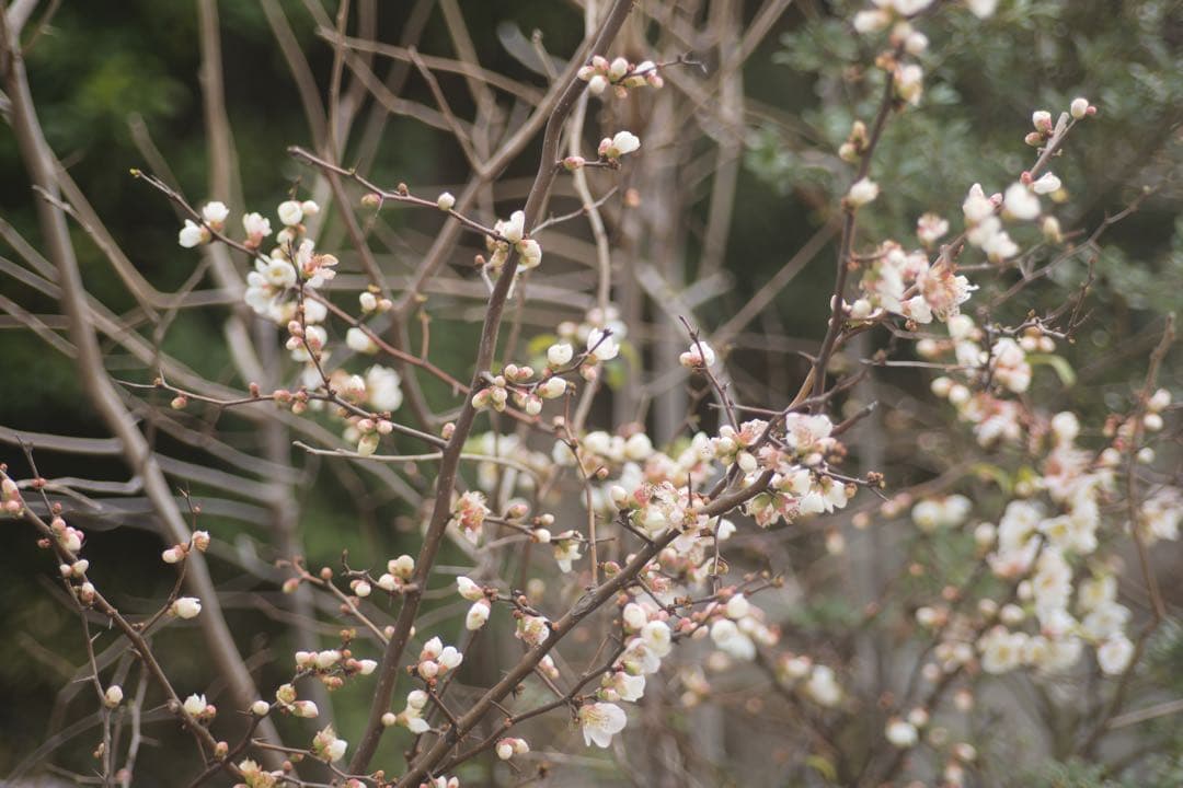 ライカ TELE-ELMARIT 90mm F2.8 製