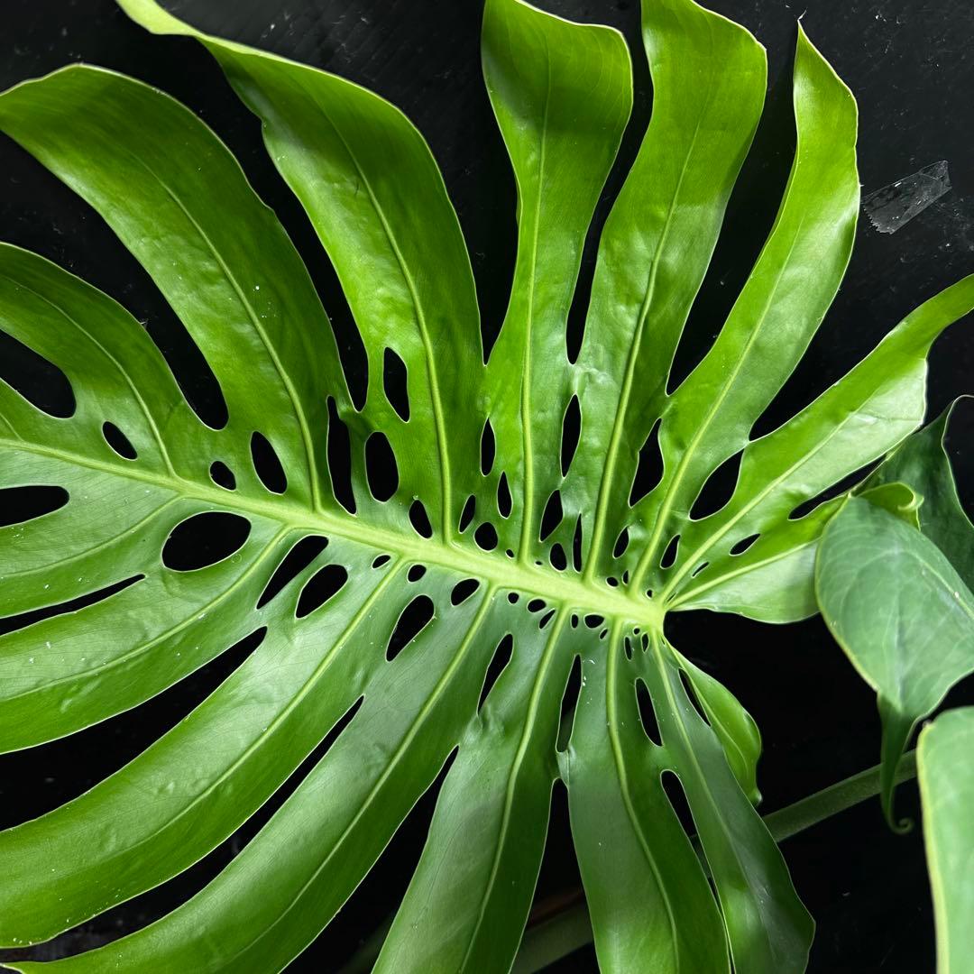 y*_様 モンステラデリシオーサマクロコズム超希少系統鉢植え80㎝