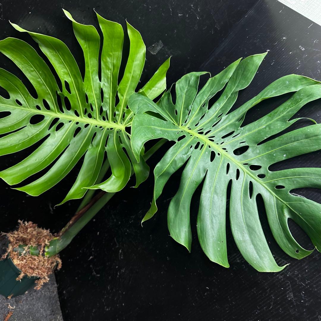 y*_様 モンステラデリシオーサマクロコズム超希少系統鉢植え80㎝