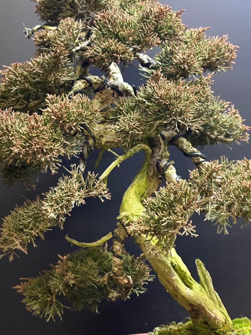 マ*郎様 [サービス❗️オークション❗️盆栽]真柏