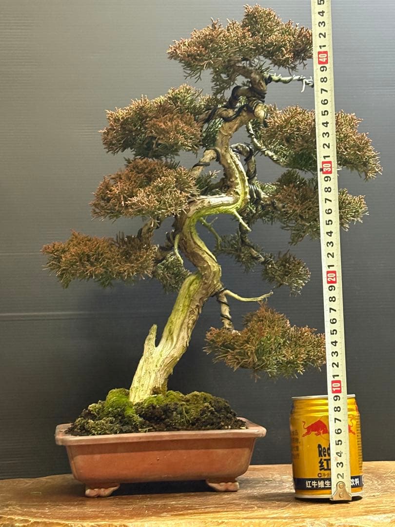 マ*郎様 [サービス❗️オークション❗️盆栽]真柏