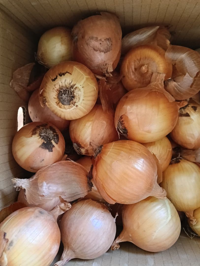 北海道産 産地直送玉ねぎ10キロ 自然栽培