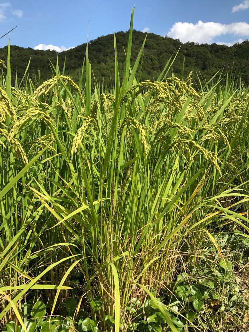 Natural farming 自然療法 セカンドブレイン腸脳相関 第2の脳