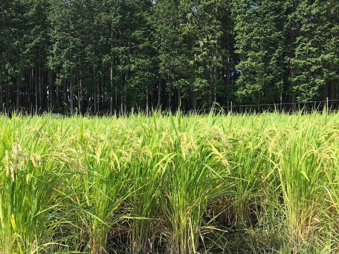 Natural farming 自然療法 セカンドブレイン腸脳相関 第2の脳