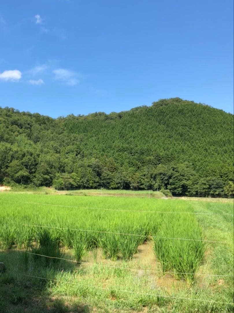 Natural farming 自然療法 セカンドブレイン腸脳相関 第2の脳