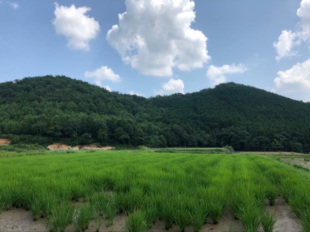 Natural farming 自然療法 セカンドブレイン腸脳相関 第2の脳