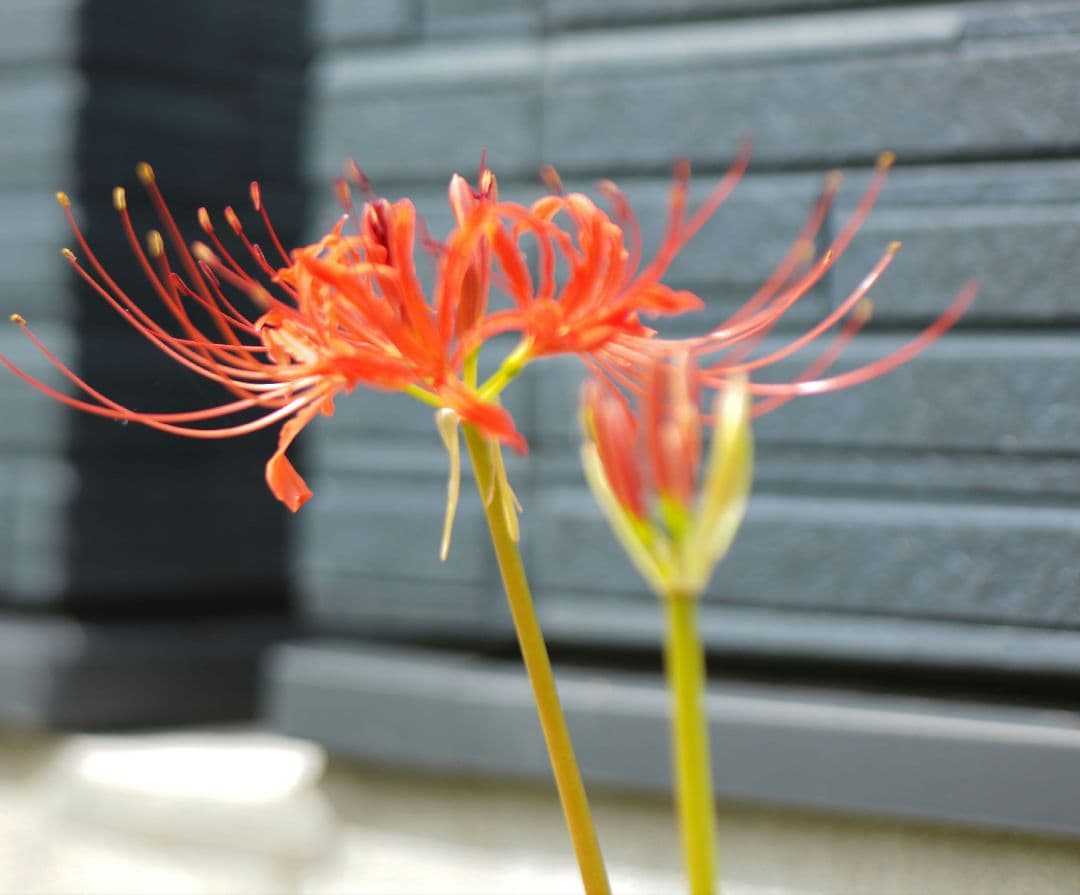 Leica Summicron  50mm F2 3rd やや難あり