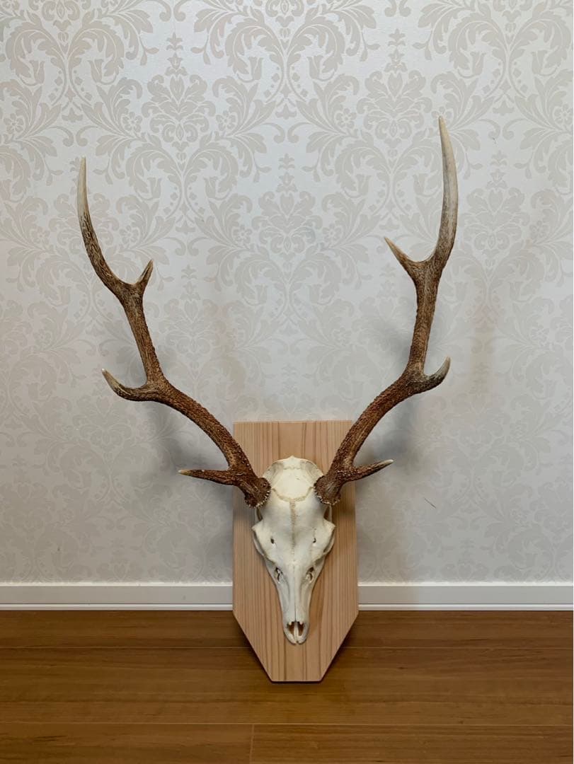 タイムセール！ハンティング・トロフィー　壁掛け　丹波篠山産