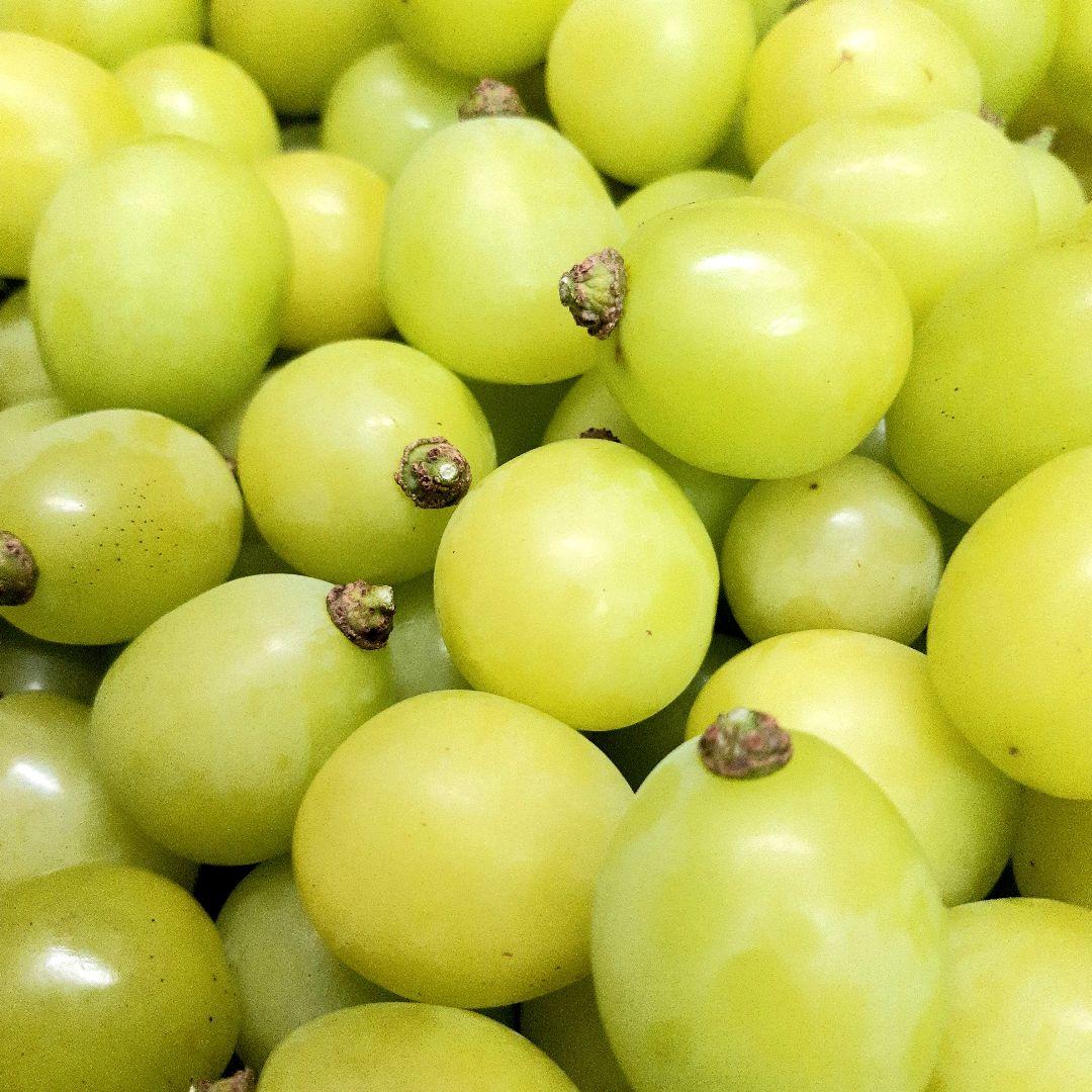 シャインマスカット大粒多め入りの、徳用11キロ入りの粒バック入りになります。