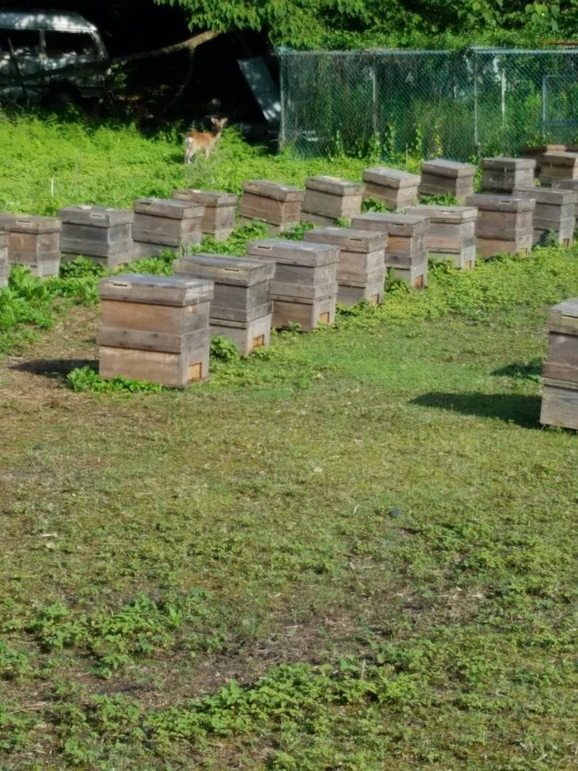 2025新蜜20kg 完熟 生蜂蜜　国産蜂蜜 純粋蜂蜜 無添加　非加熱　一斗缶