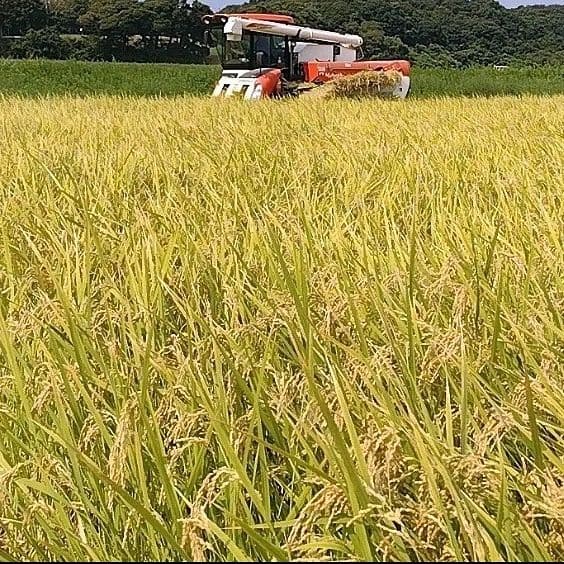 【精米後発送】令和7年産 茨城県産 コシヒカリ 20kg 20キロ ①