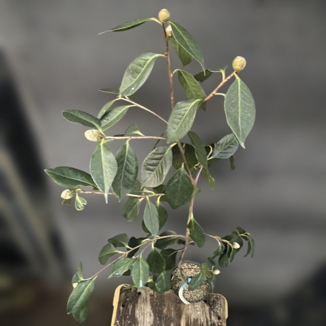 レイジェントリー