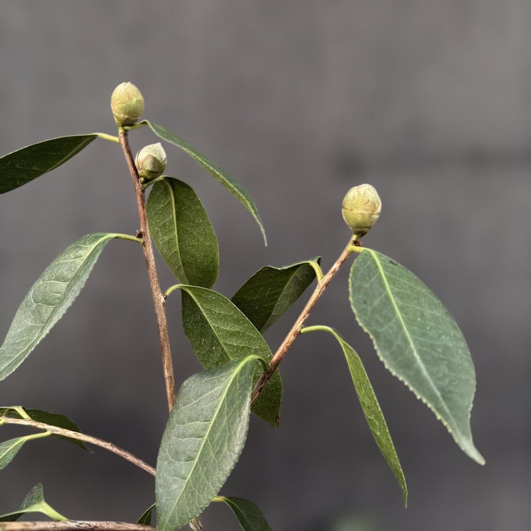 レイジェントリー