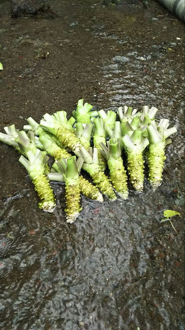 伊豆天城産山葵訳あり500g