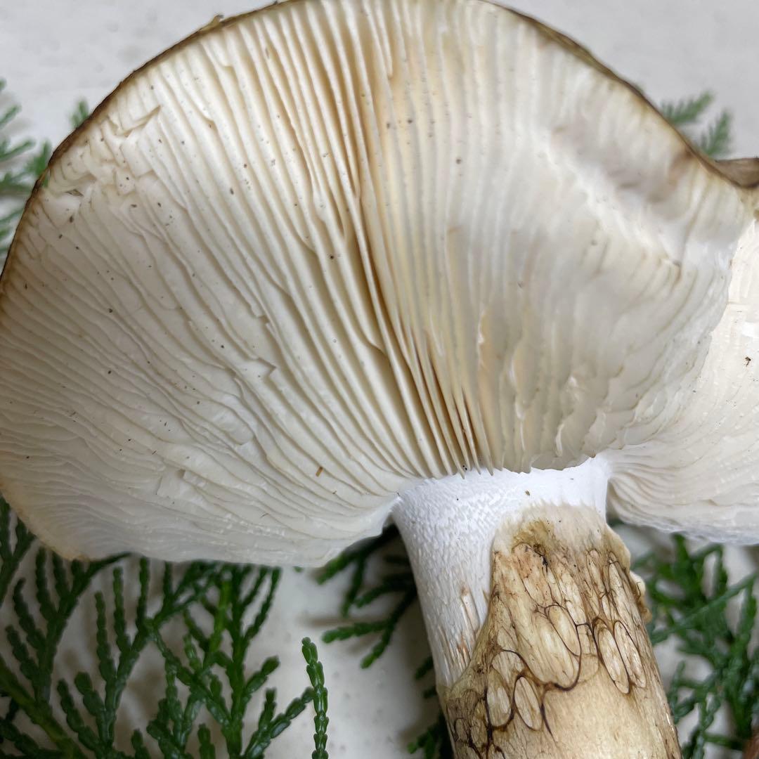 広島県産　松茸