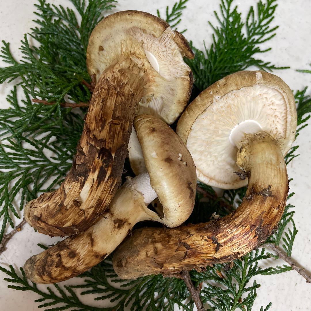 広島県産　松茸