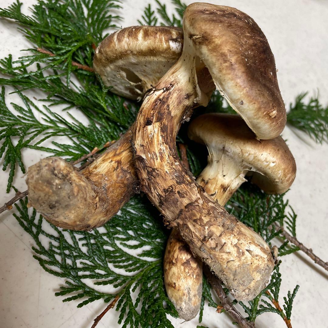 広島県産　松茸