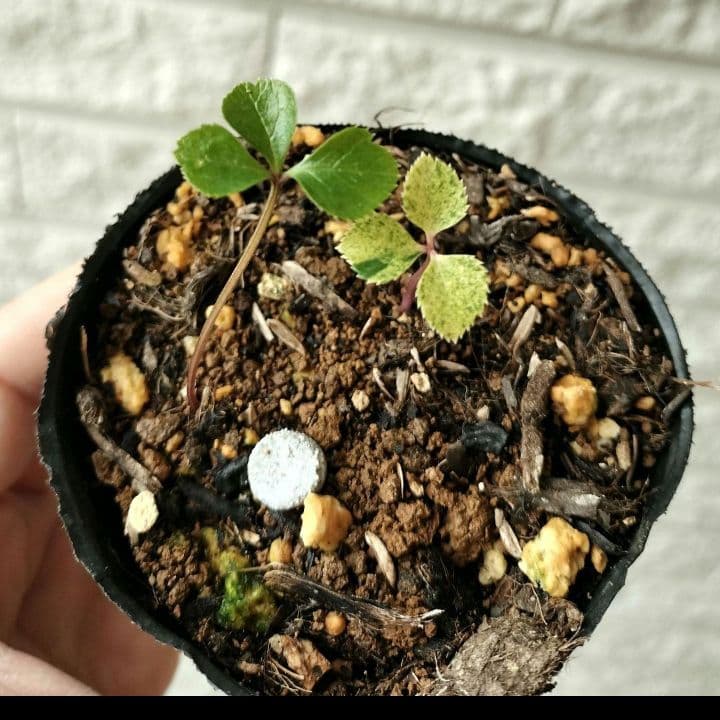 専用出品　本人以外ご購入　閲覧✕