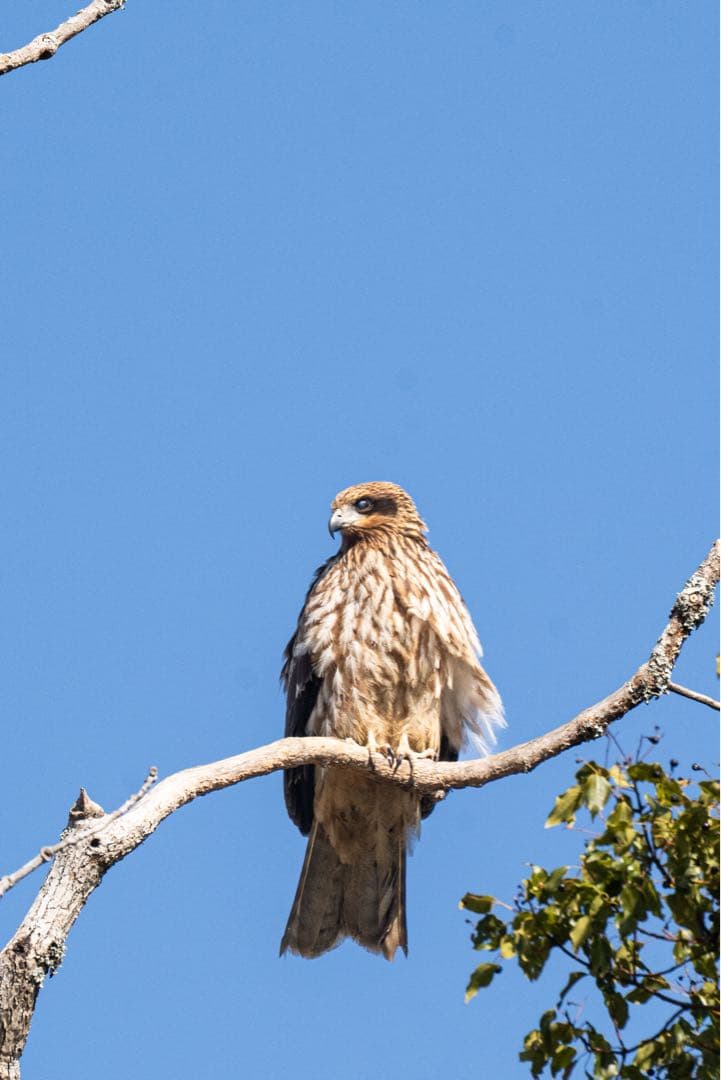 Sony α7Ⅲ ボディのみ