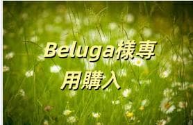 Beluga購入