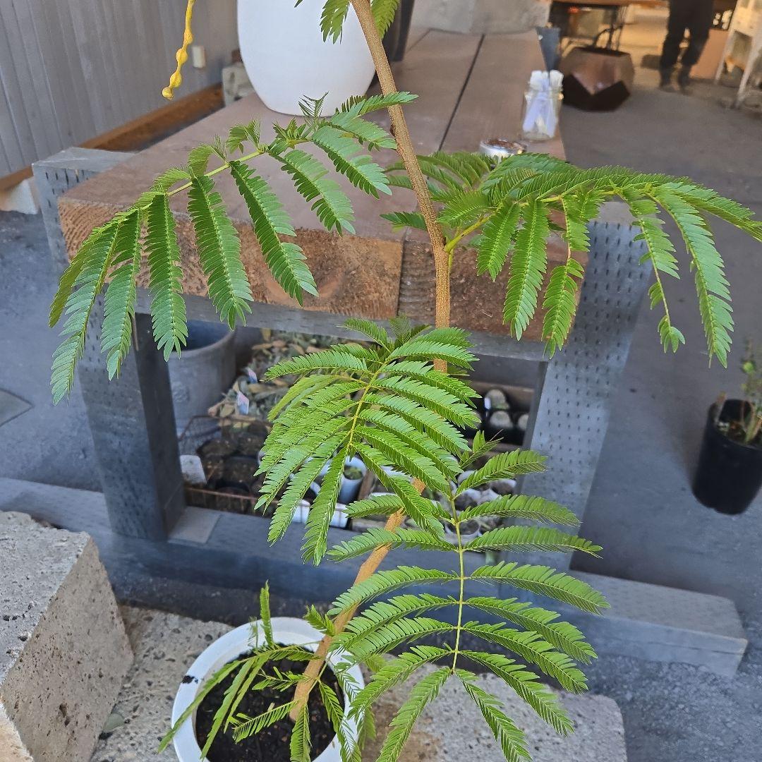 ②　エバーフレッシュ曲がり仕立て　7号特大苗木最高等級極上品‼️