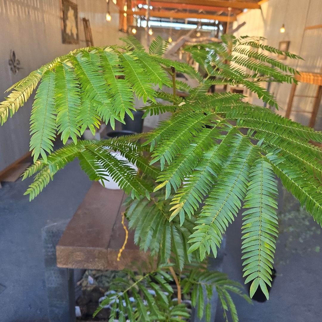 ②　エバーフレッシュ曲がり仕立て　7号特大苗木最高等級極上品‼️