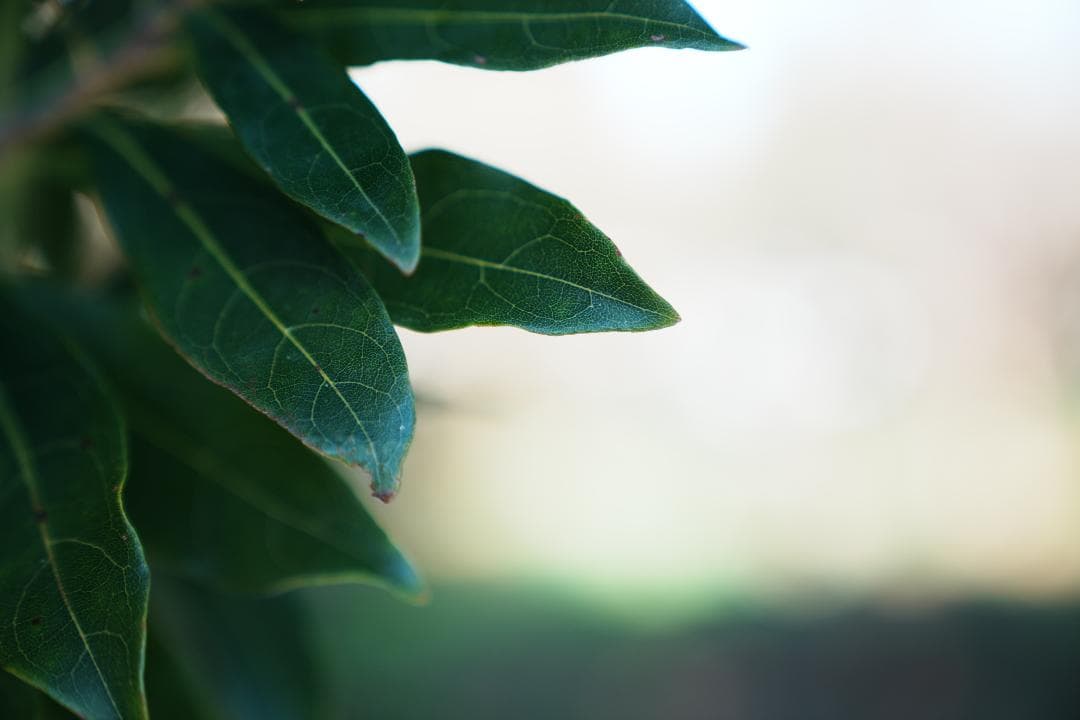 【テスト済安心】SONY SEL2470GM ソニー大三元ズーム 完品 F2.8