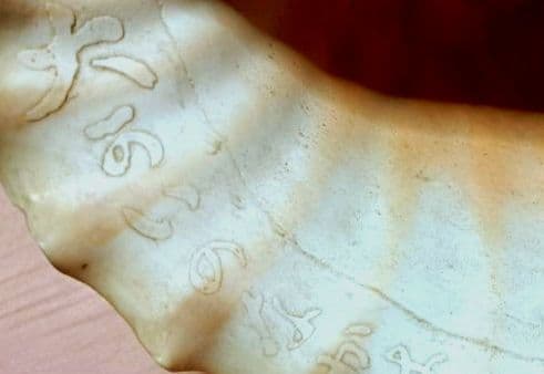 骨董ホラ貝、法螺貝　修行僧、山伏、魔除け　文字彫刻　美術品