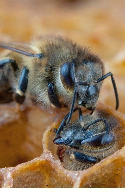 国産蜂蜜　プロが絞った百花蜜(400ｇ)×２４本入り　サービス品