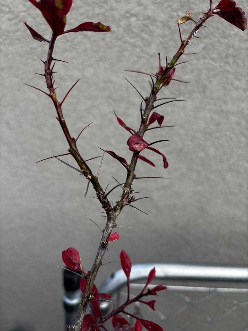 フォークイエリアファシクラータ 挿し木 発根済