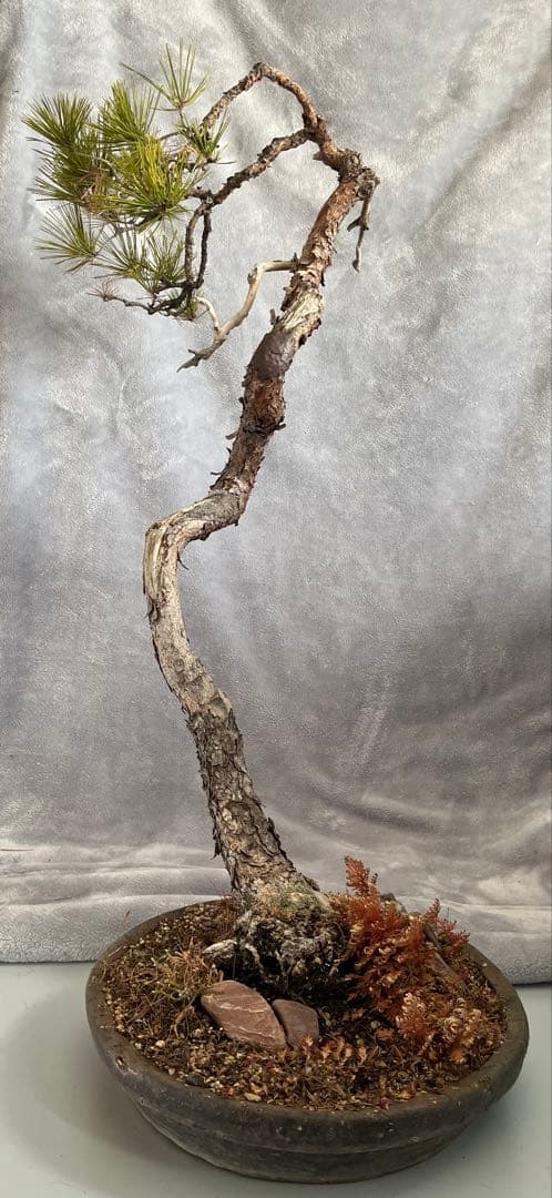 YUUTAさん専用　　赤松　文人盆栽　高さ95センチです