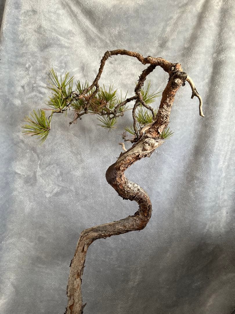 YUUTAさん専用　　赤松　文人盆栽　高さ95センチです