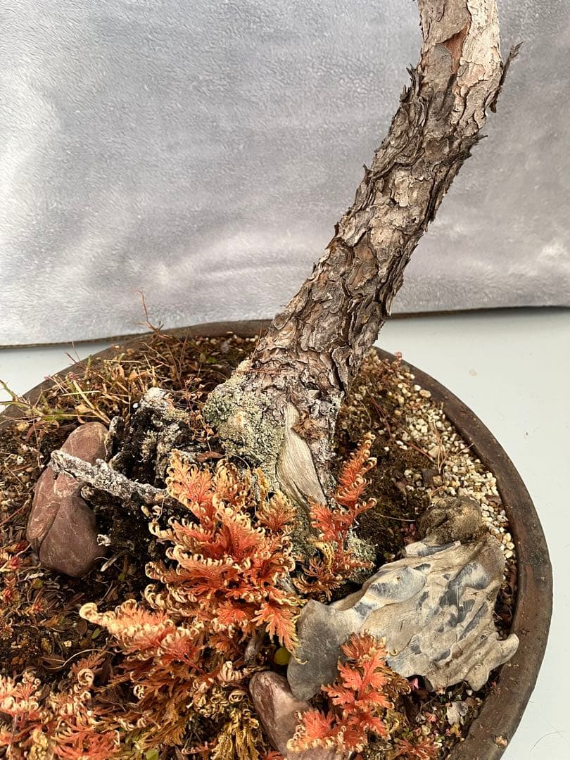 YUUTAさん専用　　赤松　文人盆栽　高さ95センチです