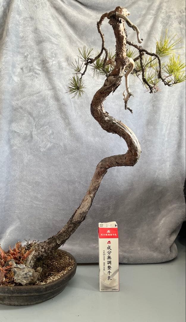 YUUTAさん専用　　赤松　文人盆栽　高さ95センチです