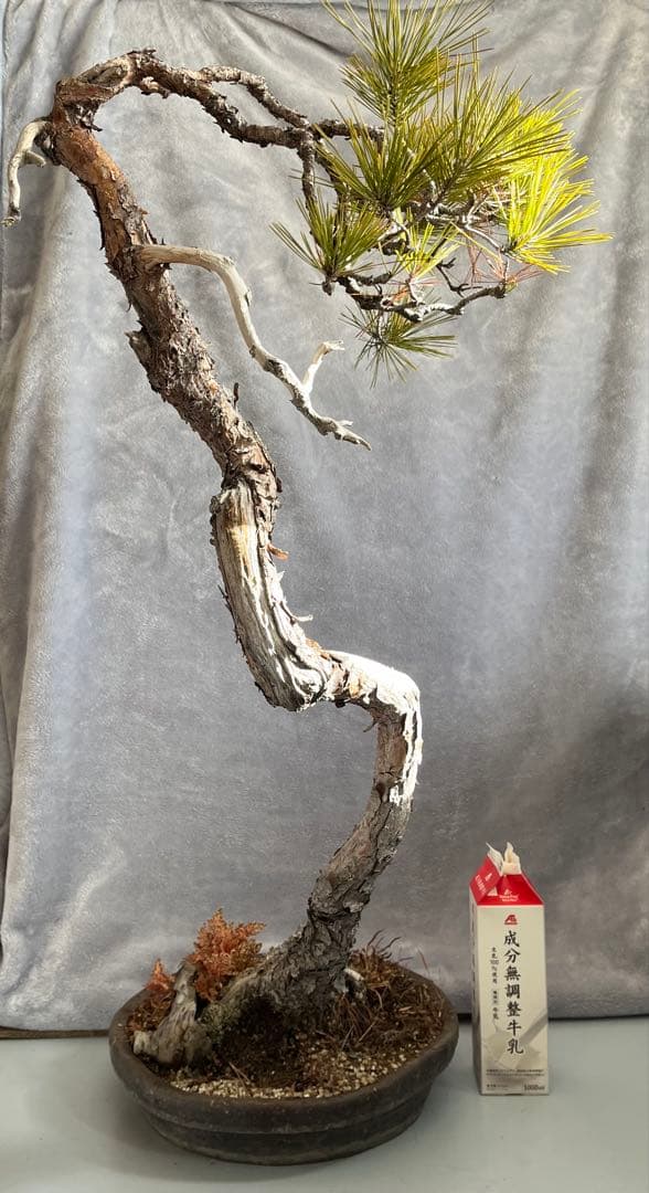 YUUTAさん専用　　赤松　文人盆栽　高さ95センチです