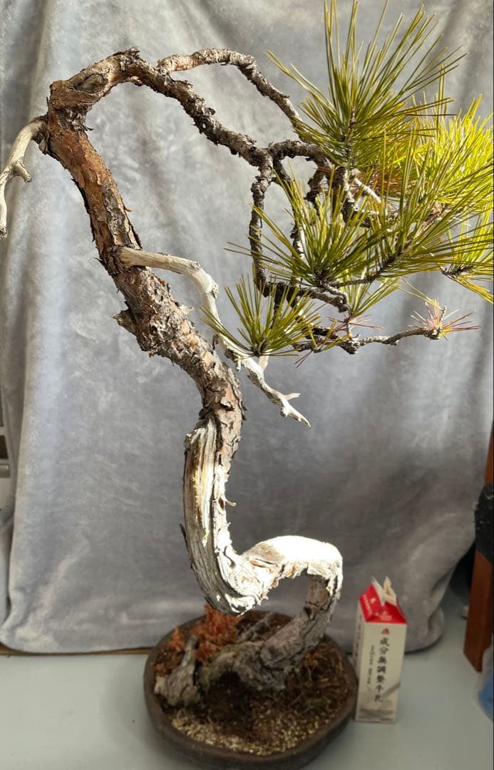 YUUTAさん専用　　赤松　文人盆栽　高さ95センチです