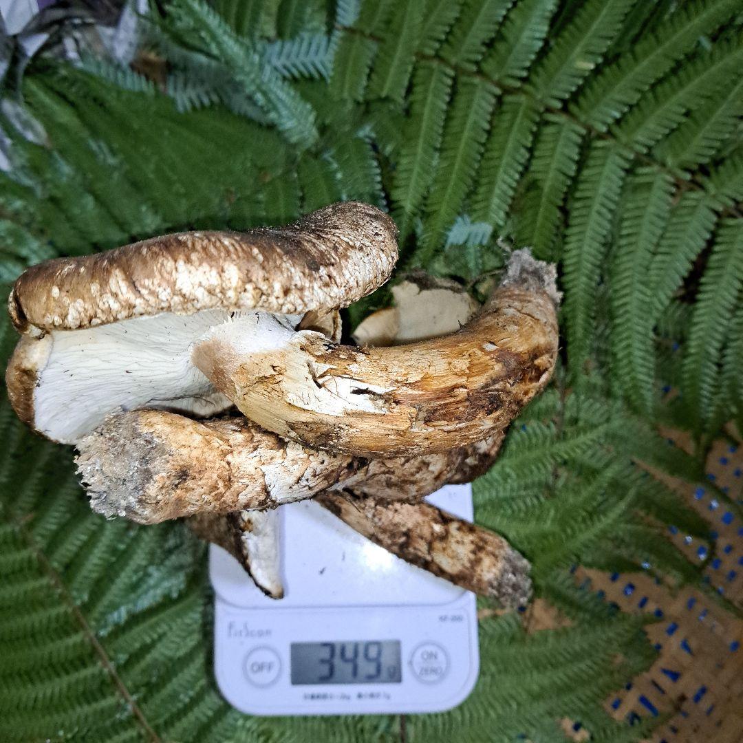 広島県産松茸　349g　虫食いあり