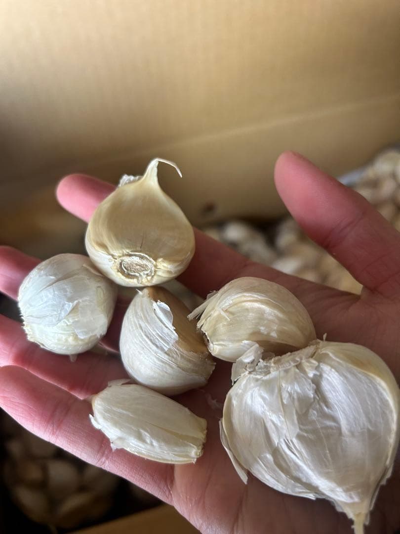 【お買い得セール】青森県 福地ホワイト にんにく L.2Lバラ 20kg 家庭用