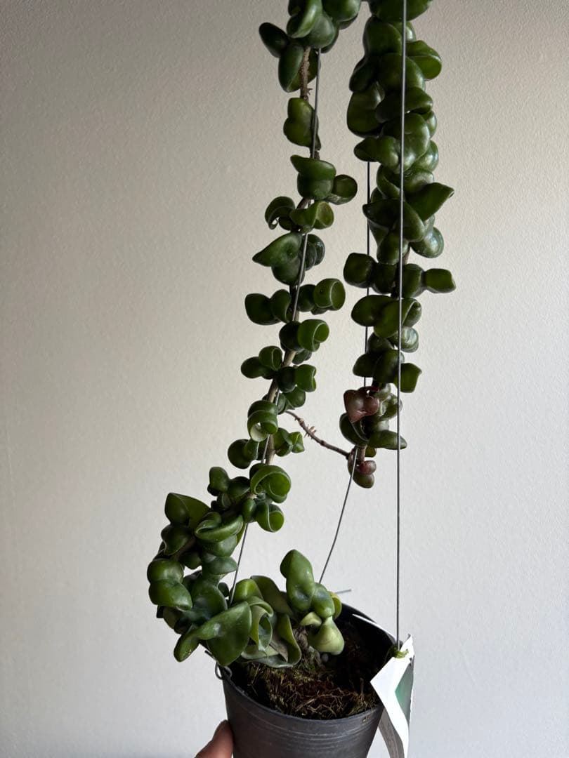 ホヤ hoya caronsa Krimson Queen