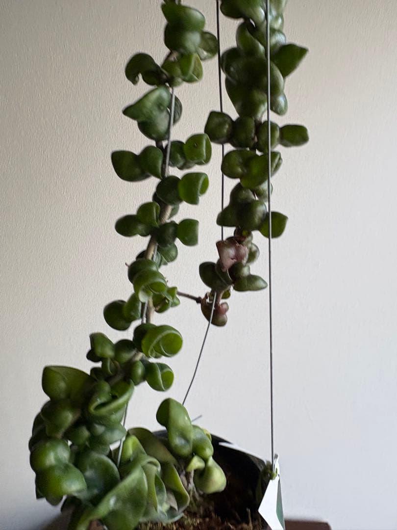 ホヤ hoya caronsa Krimson Queen