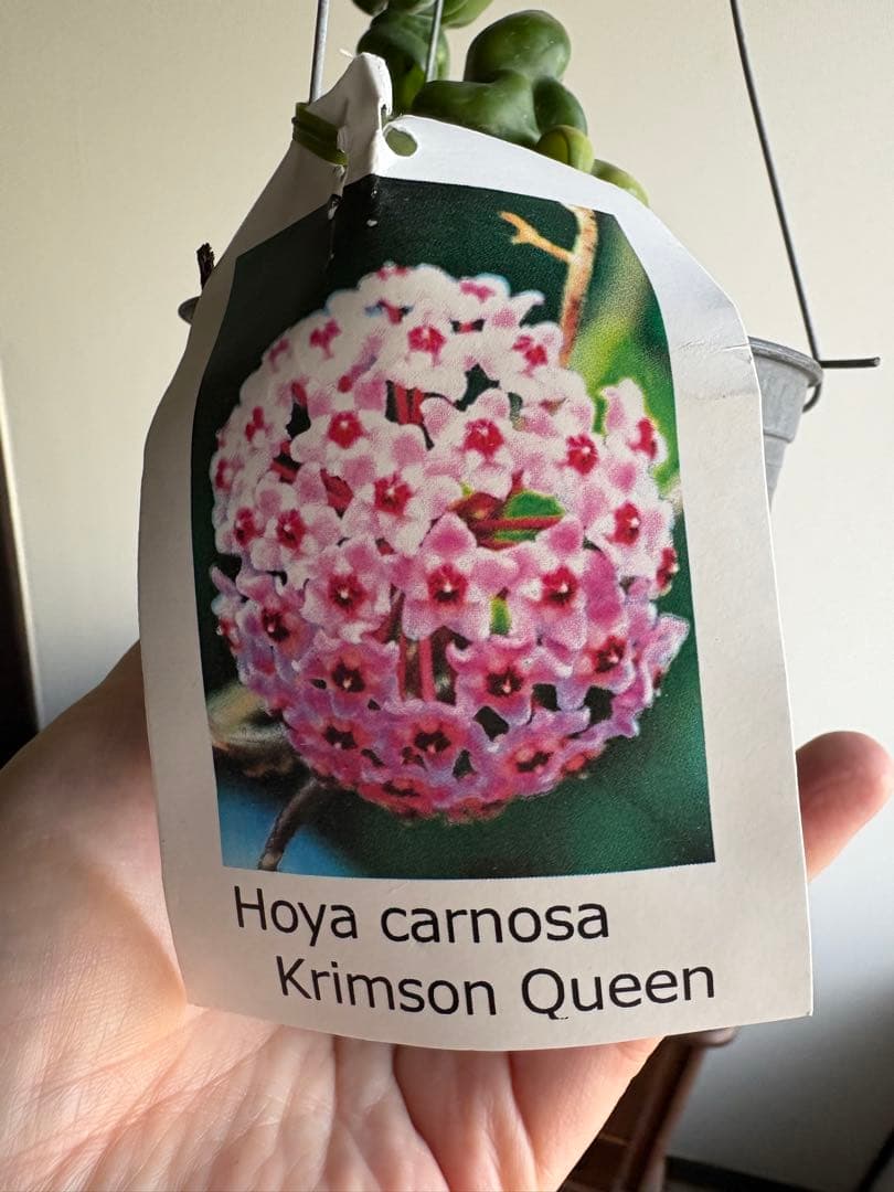 ホヤ hoya caronsa Krimson Queen