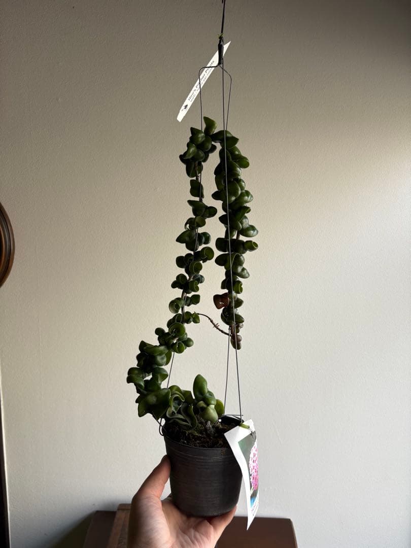 ホヤ hoya caronsa Krimson Queen