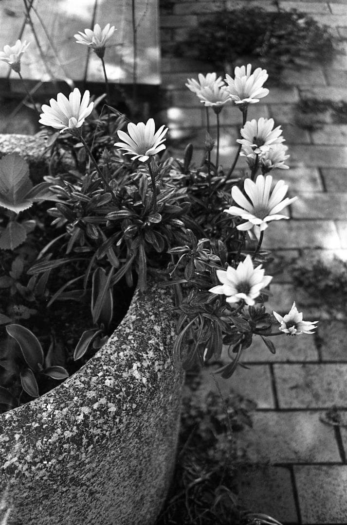 【完動品・美品】Konica BIG mini 301 LIMITED