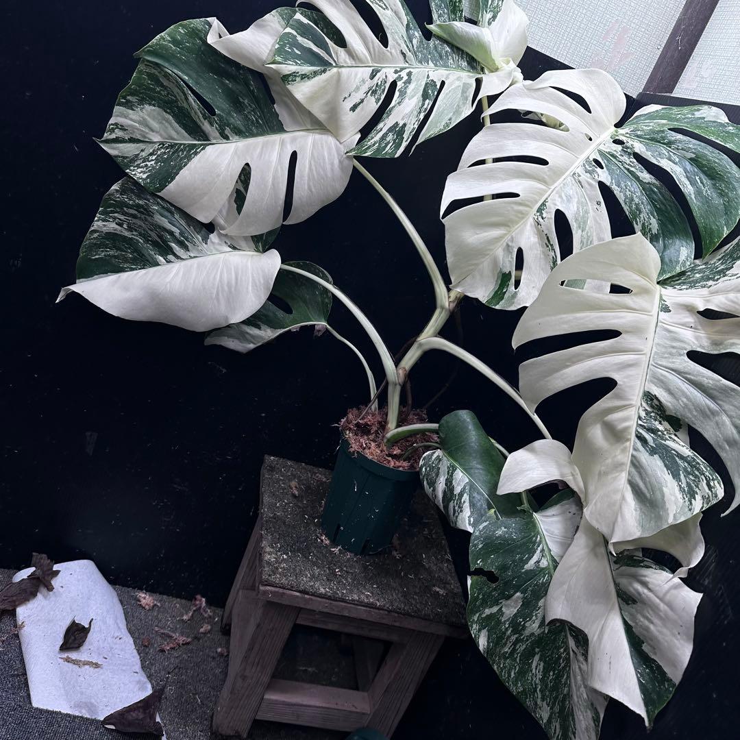 d*0様 斑入りモンステラ ホワイトタイガー極美大株69cm白斑多