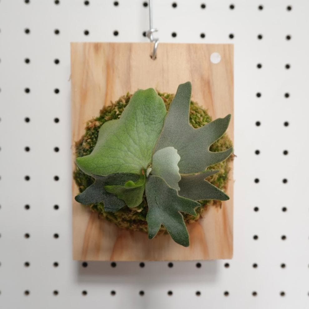 ビカクシダ YMDS ウィリンキー系 イエロームーンドワーフ　スポア　Y-2