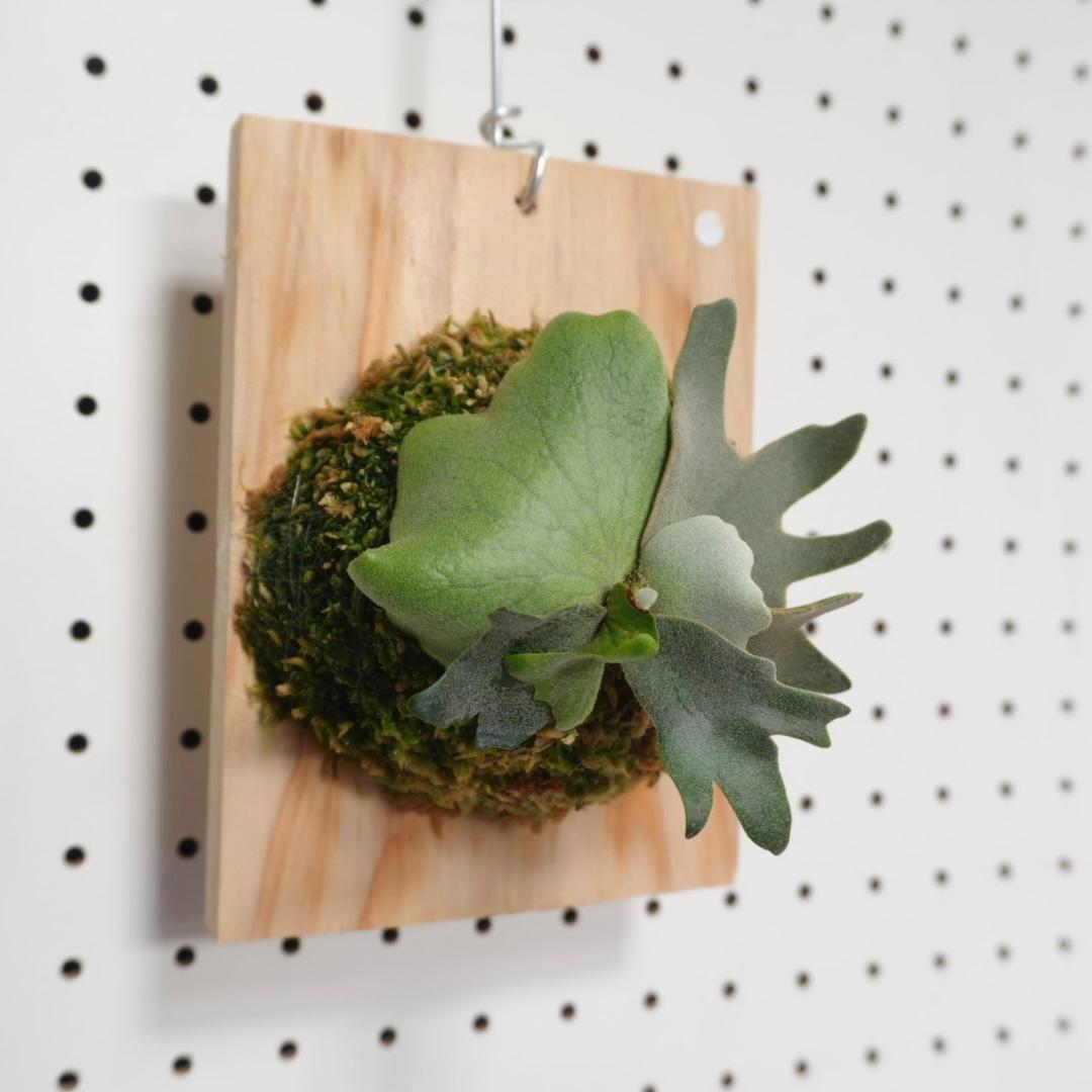 ビカクシダ YMDS ウィリンキー系 イエロームーンドワーフ　スポア　Y-2